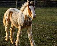 gypsy-vanner-horse-for-sale