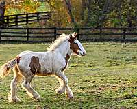 gypsy-vanner-horse