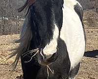 blue-roan-roan-draft-spotted-filly