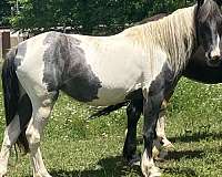 blue-roan-roan-draft-trained-horse