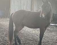 adorable-friesian-pony