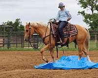 husband-safe-quarter-horse