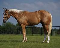 ranch-versatility-quarter-horse