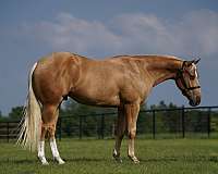 ranch-work-quarter-horse