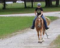 trail-riding-quarter-horse