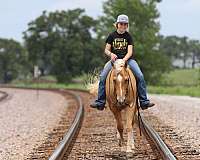 palomino-quarter-horse-gelding