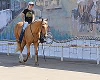 palomino-all-around-horse