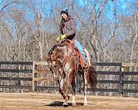 lesson-appaloosa-horse