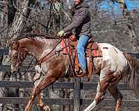 kid-safe-appaloosa-horse