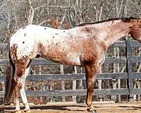 beginner-appaloosa-horse