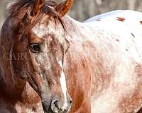 performance-appaloosa-horse