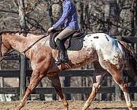 ranch-work-appaloosa-horse