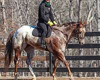 ridden-english-appaloosa-horse