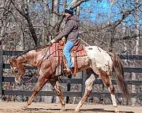 ridden-western-appaloosa-horse