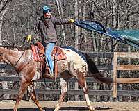 show-appaloosa-horse