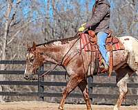 trail-riding-appaloosa-horse