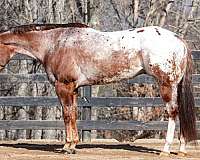 working-cow-appaloosa-horse