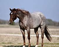 calf-roping-quarter-horse