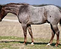 cutting-prospect-quarter-horse