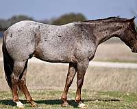 flashy-quarter-horse