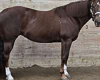 chestnut-overo-schoolmaster-horse