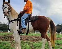 field-trial-horse-gelding