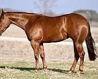 barrel-racing-quarter-horse