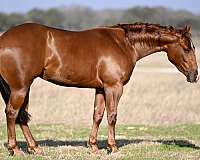 calf-roping-quarter-horse