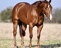 cutting-prospect-quarter-horse