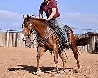 ranch-versatility-quarter-horse