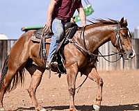 roping-quarter-horse