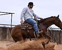 western-riding-quarter-horse