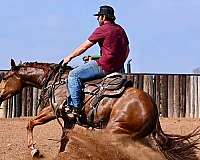 working-cow-quarter-horse