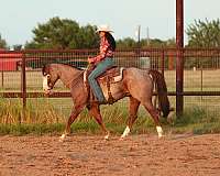 athletic-quarter-horse