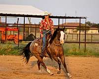 calf-roping-quarter-horse