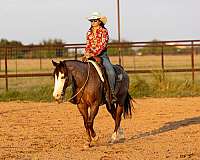 husband-safe-quarter-horse