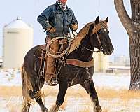 percheron-cross-gypsy-vanner-horse