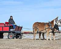 trail-riding-mule