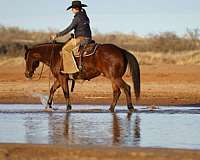 husband-safe-quarter-horse