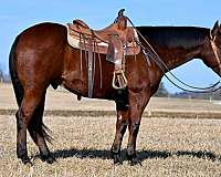 ranch-versatility-quarter-horse