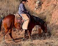 ranch-work-quarter-horse