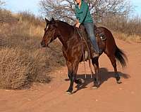 roping-quarter-horse