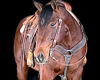 western-riding-quarter-horse