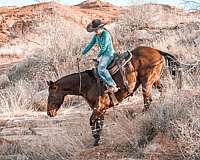 working-cattle-quarter-horse