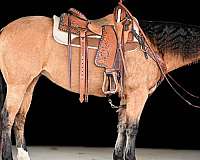 calf-roping-quarter-horse