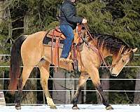 athletic-quarter-horse