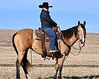 ranch-versatility-quarter-horse