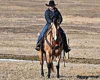 ranch-work-quarter-horse