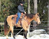 roping-quarter-horse