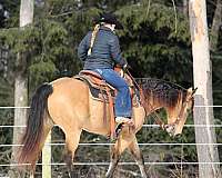 trail-riding-quarter-horse